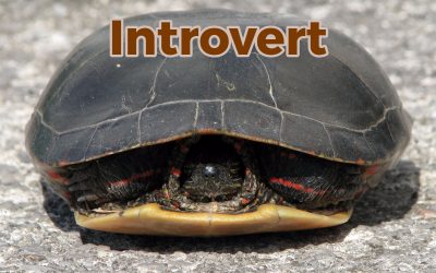 Met een introvert krijg je geen ruzie