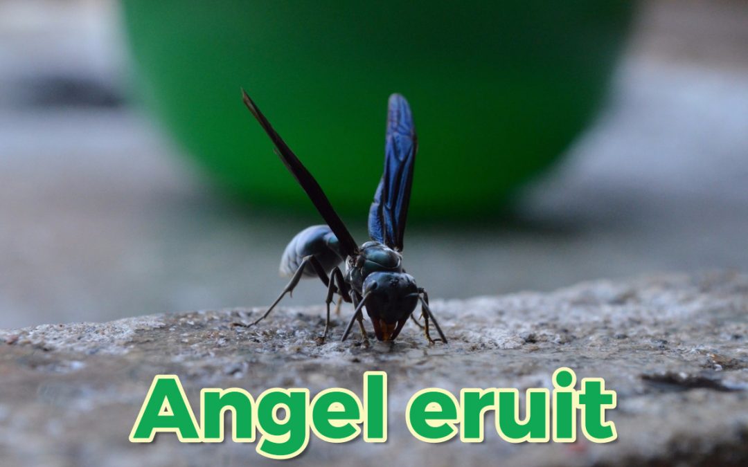 Haal de angel eruit